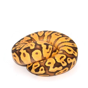 Enchi Pastel Royal Python